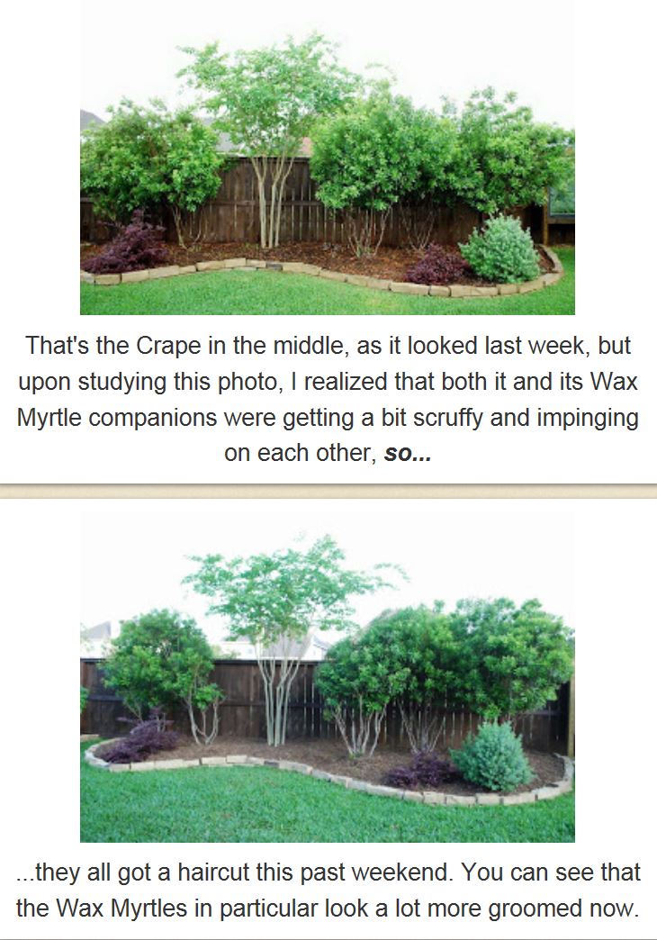 Centerpointe Communicator Wax myrtle wrangling