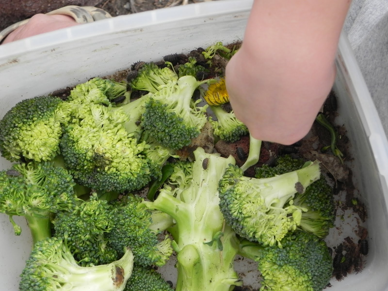 Ward Family My Rollie Pollie Baby