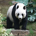 Trouver le panda dans cette image est bien plus difficile que vous pensez!