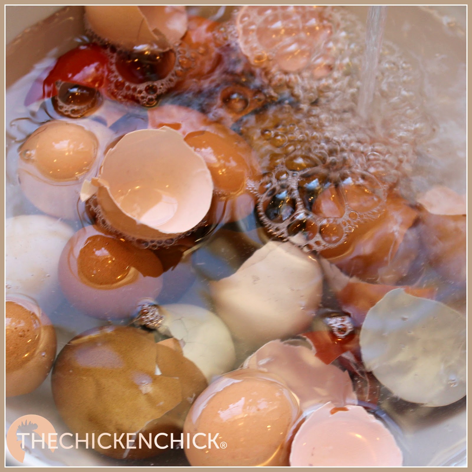 How to Freeze Fresh Eggs The Chicken Chick®