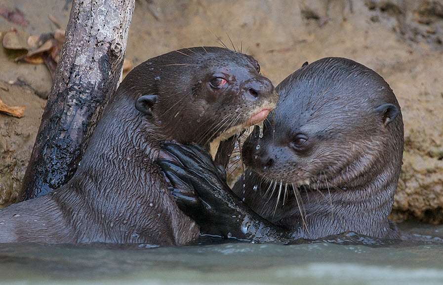 Giant Otter | The Biggest Animals Kingdom