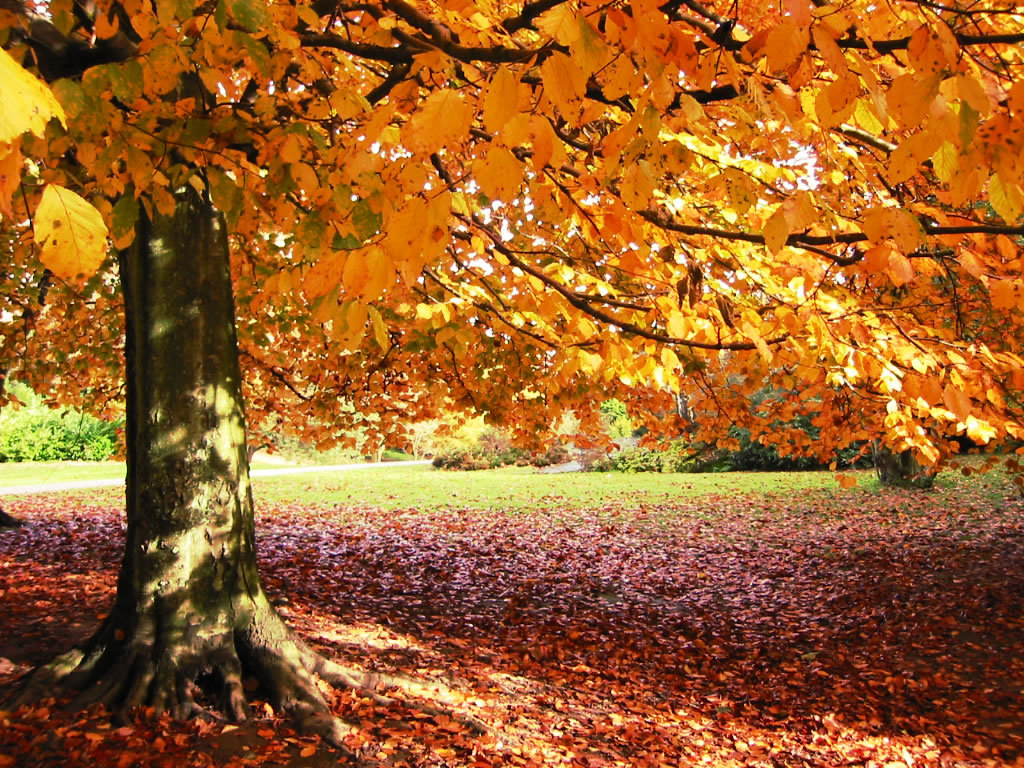 http://1.bp.blogspot.com/--jQiWmjiVN0/UL2qOUszwFI/AAAAAAAAKJo/r50jjBOq7PI/s1600/Fall-wallpaper-19.jpg