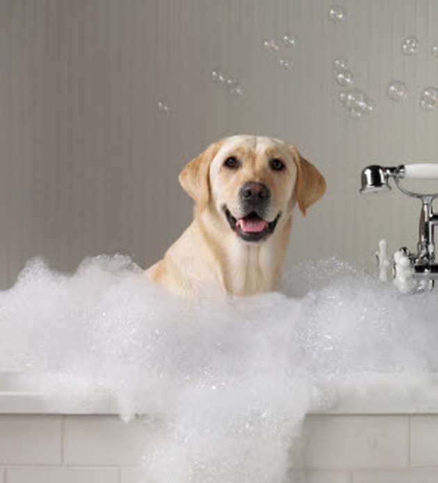 Everything about your Labrador Retriever LUV My dogs