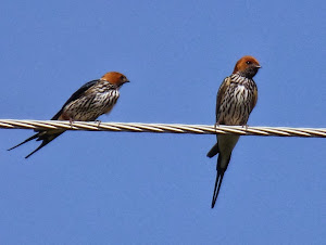 double swallow!