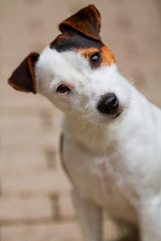 lovely pets Top 5 Stubborn Dog Breeds