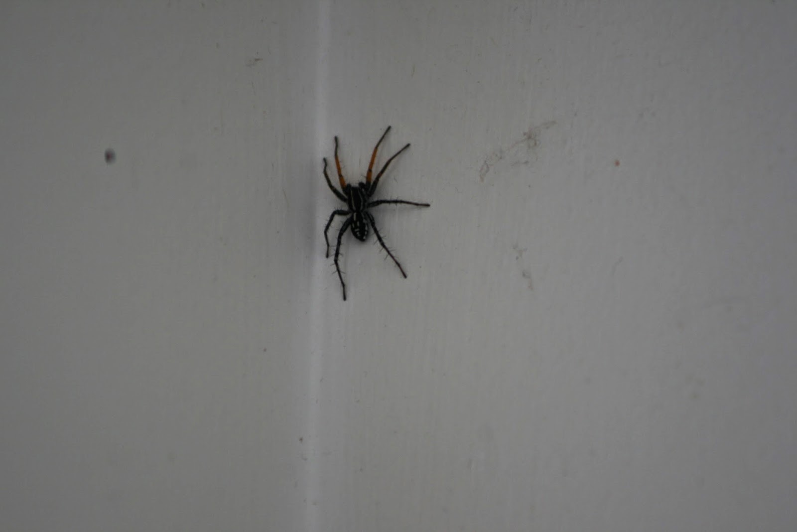 Black Widow Spider Spells Danger - Bug Squad - ANR Blogs