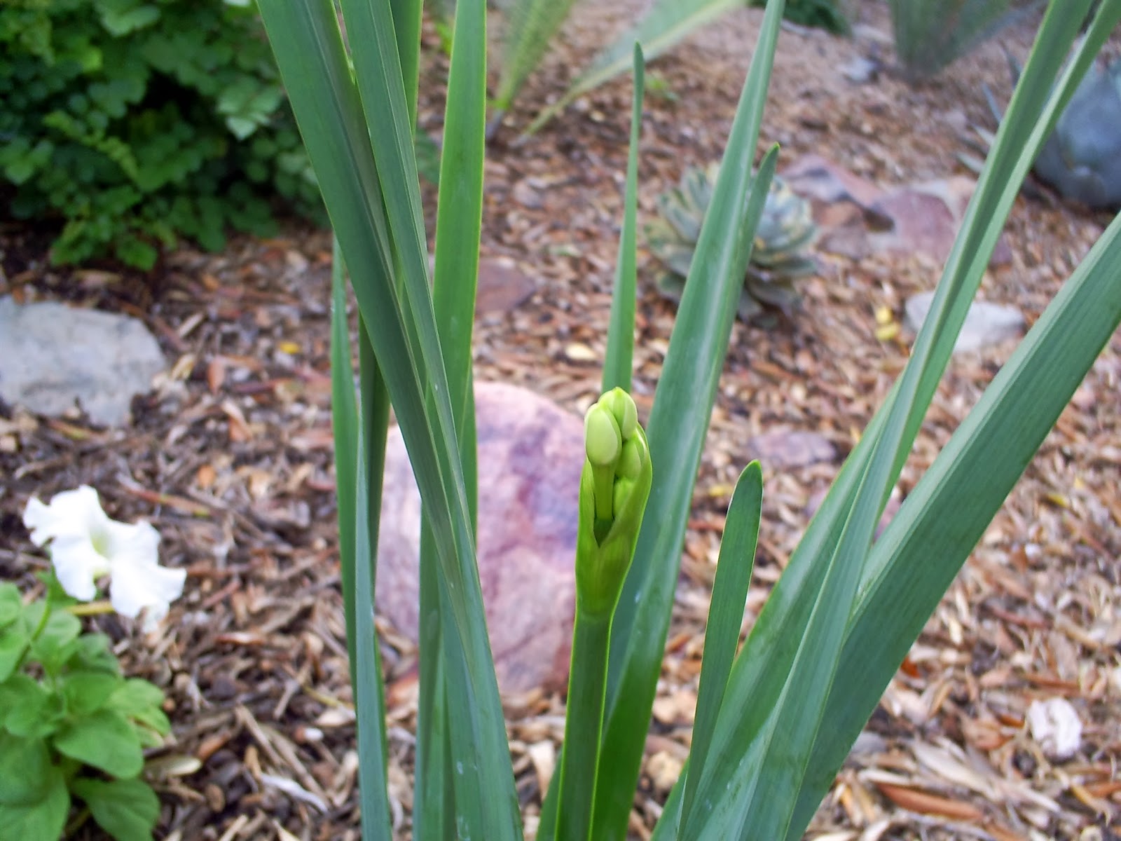 Brad's Tropical Paradise Two stages to blooming daffodils