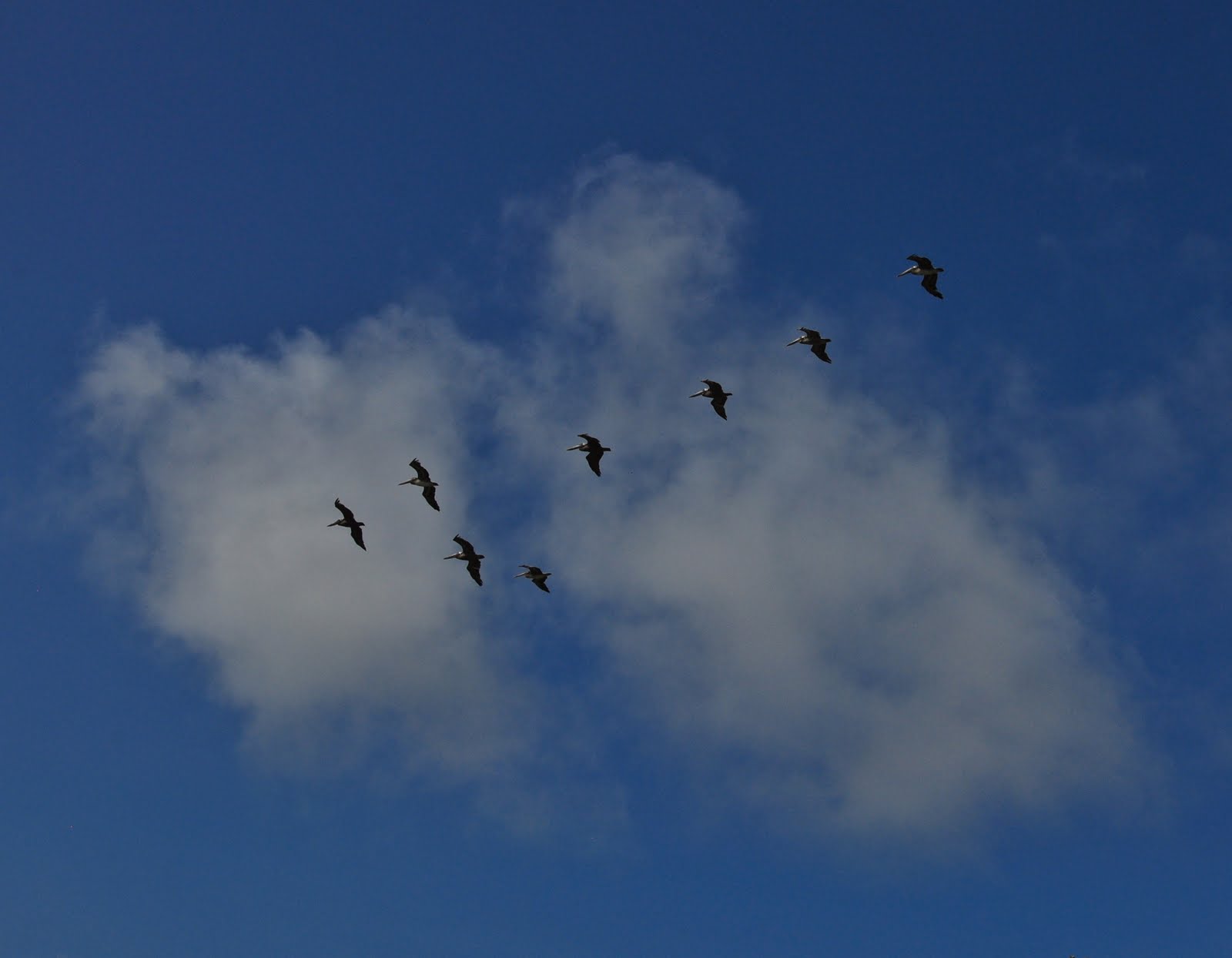 Tamarindo, Costa Rica Daily Photo Pelicans flying in formation