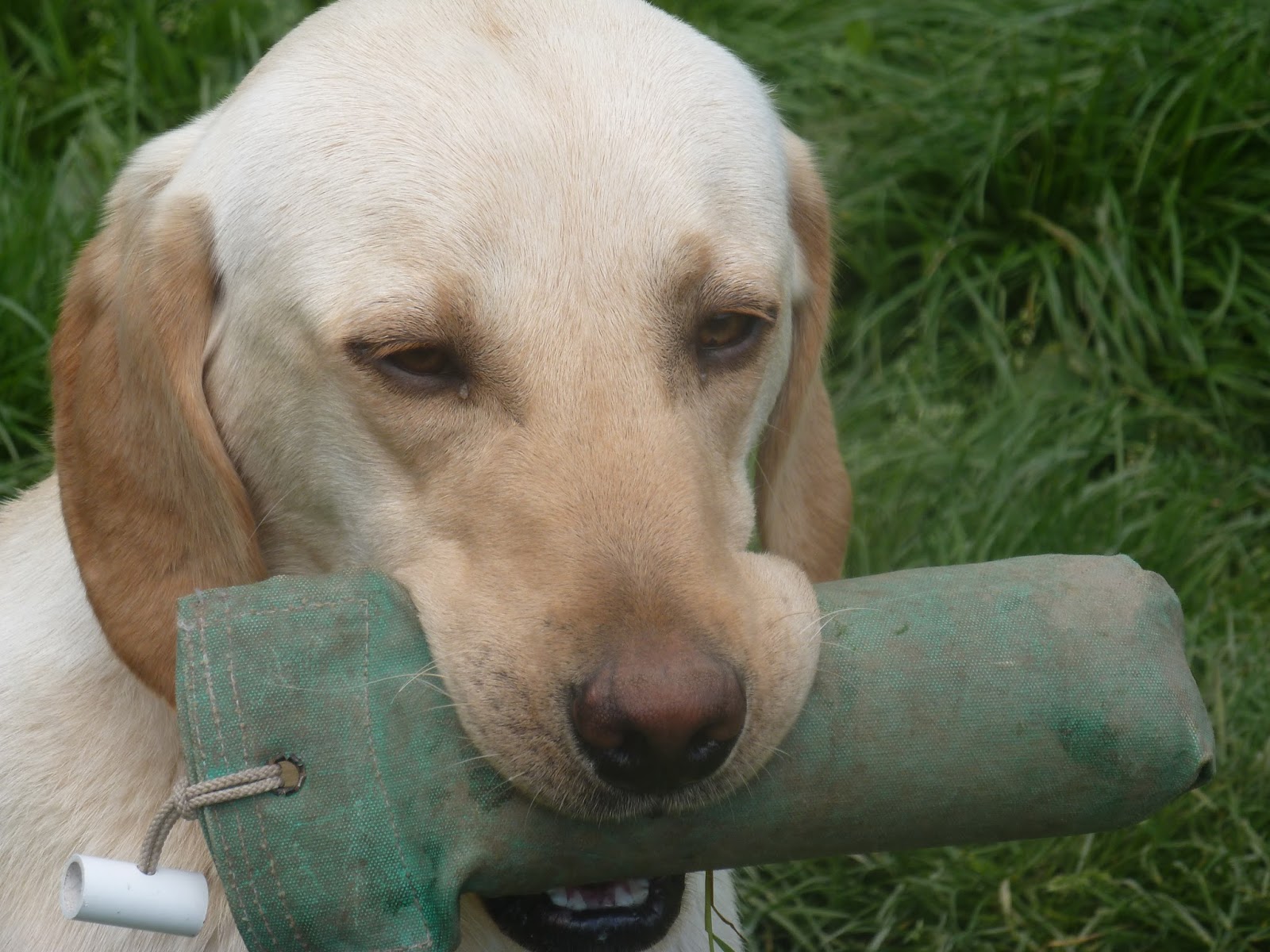 gun dogs for sale yorkshire