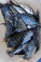 Venda de peixes