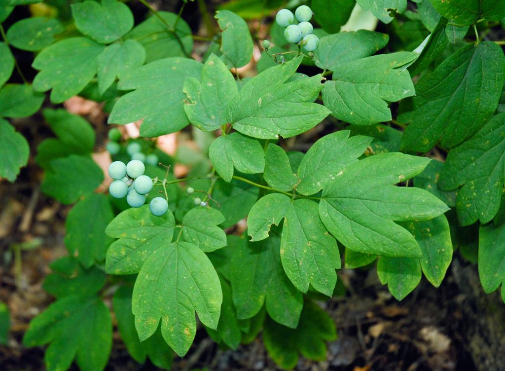 Caulophyllum; Blue Cohosh; Cohosh, Blue