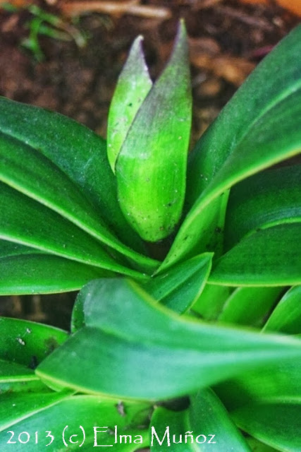 Phragmipedium peruvianum (syn kovachii) Elma Muñoz
