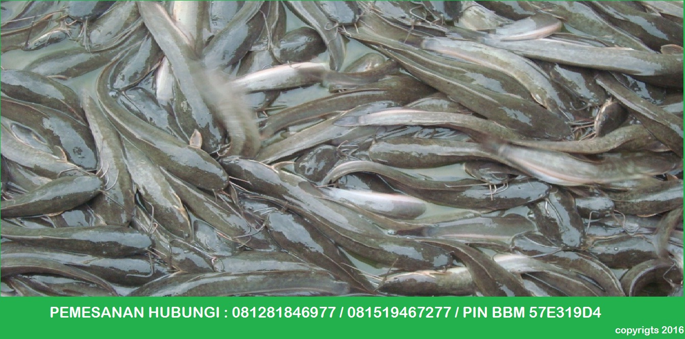 AGEN IKAN LELE KONSUMSI BOGOR