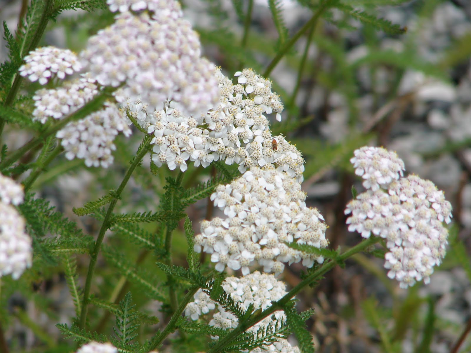 One Love Farm Yarrow