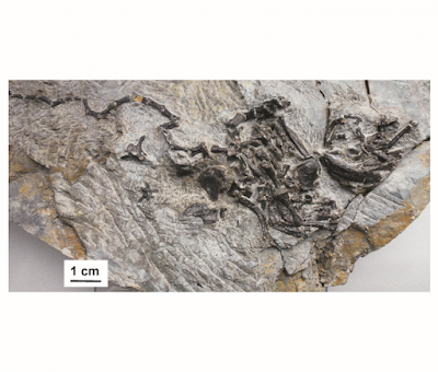 FÓSIL Pappochelys, el origen de las tortugas