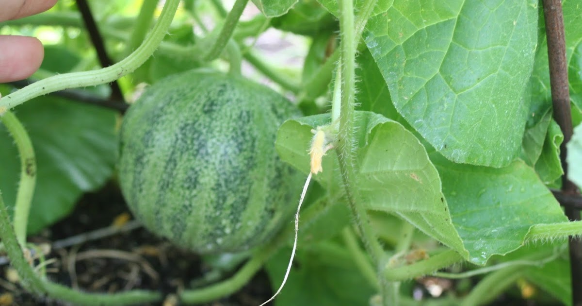 Brooding On Growing Melons on a Trellis