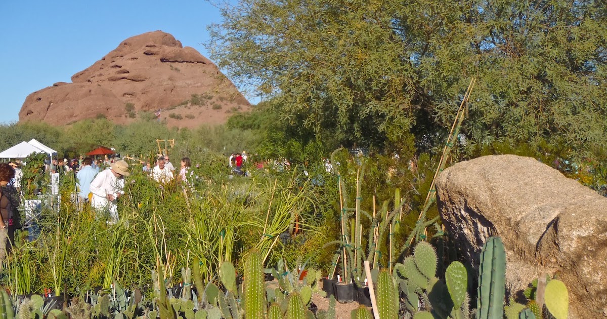 Scottsdale Daily Photo Photo Desert Botanical Garden Plant Sale
