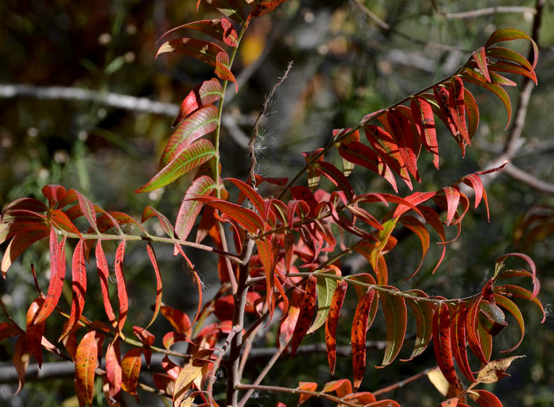 While On A Walk When Flameleaf Sumac Begin to "Flame"