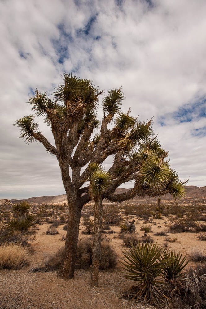 Jon's Journeys Cottonwood Campground, Joshua Tree National Park