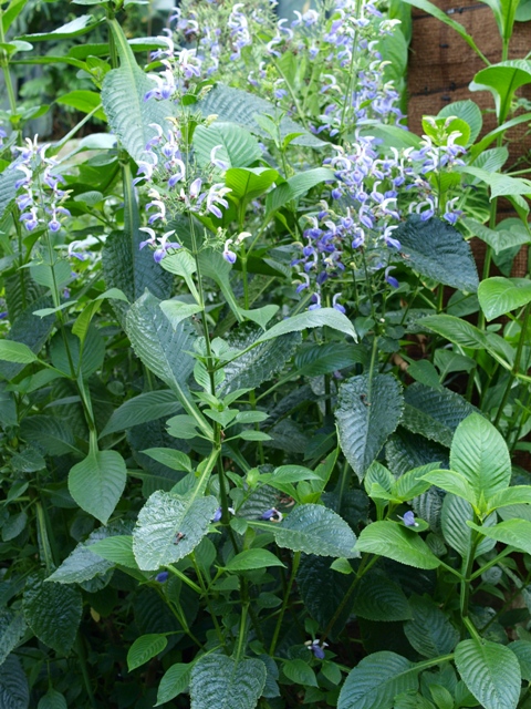 Productivity Get A Plant For Your Office Desk It Helps Reduce