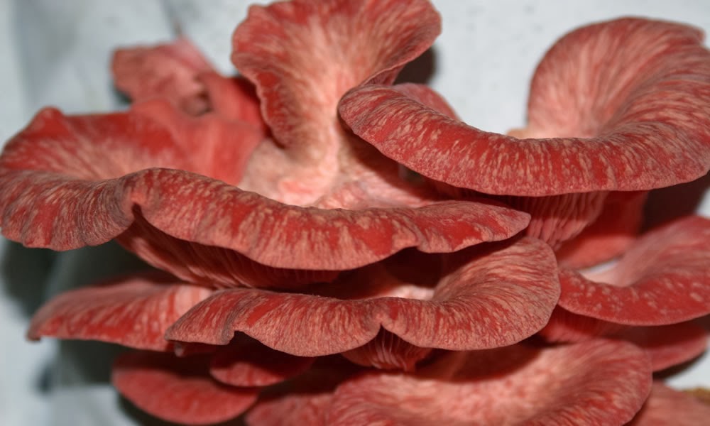 JenisJenis Jamur Tiram yang dibudidayakan di Indonesia Nuansa Jamur