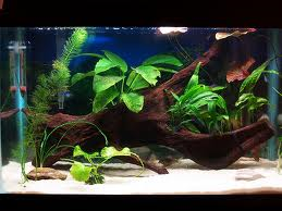 tn nursery blog driftwood