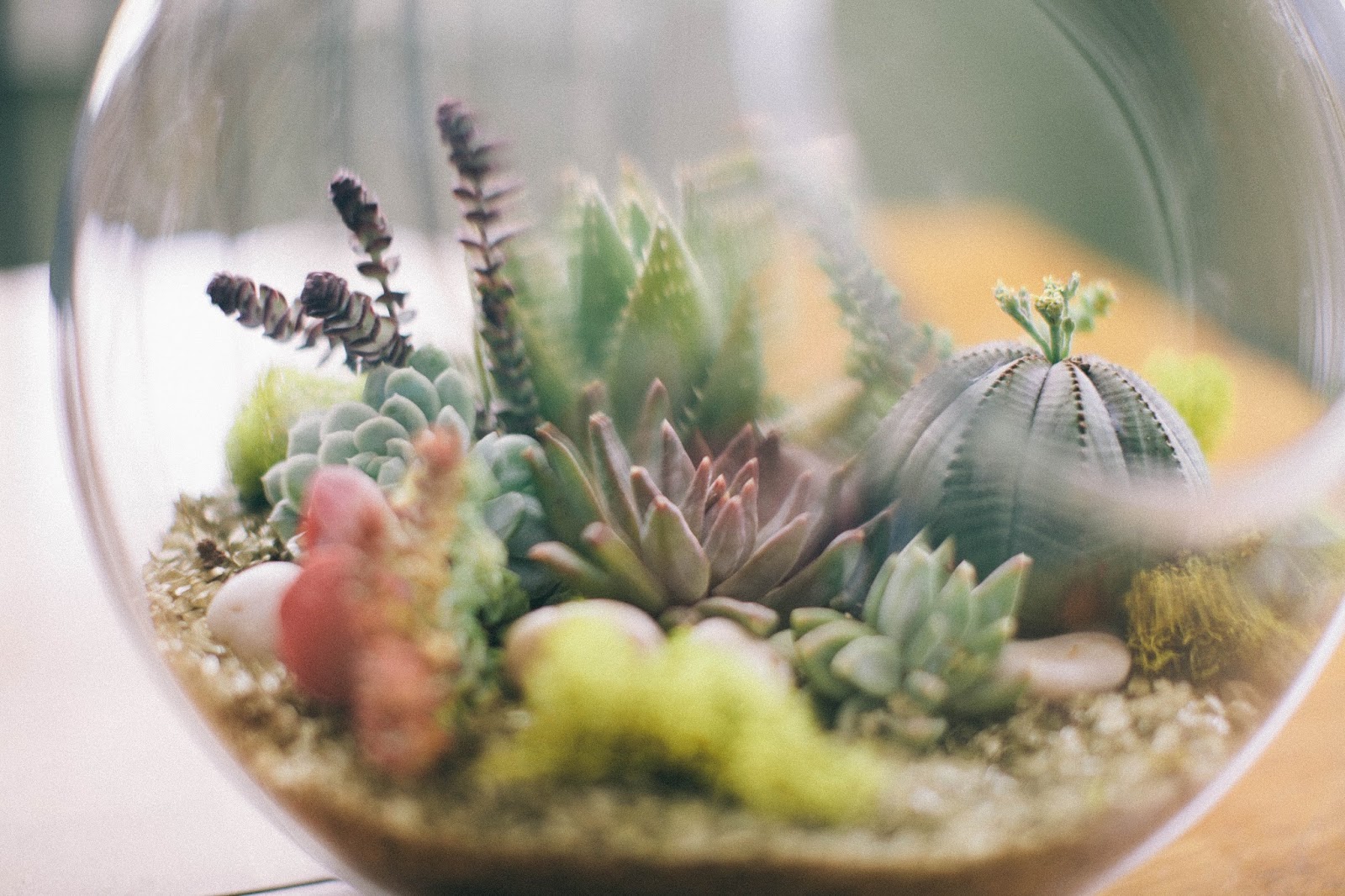 the parker project diy succulent terrarium the parker project diy succulent terrarium