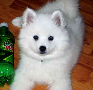 Miniature_America_Eskimo_Dog