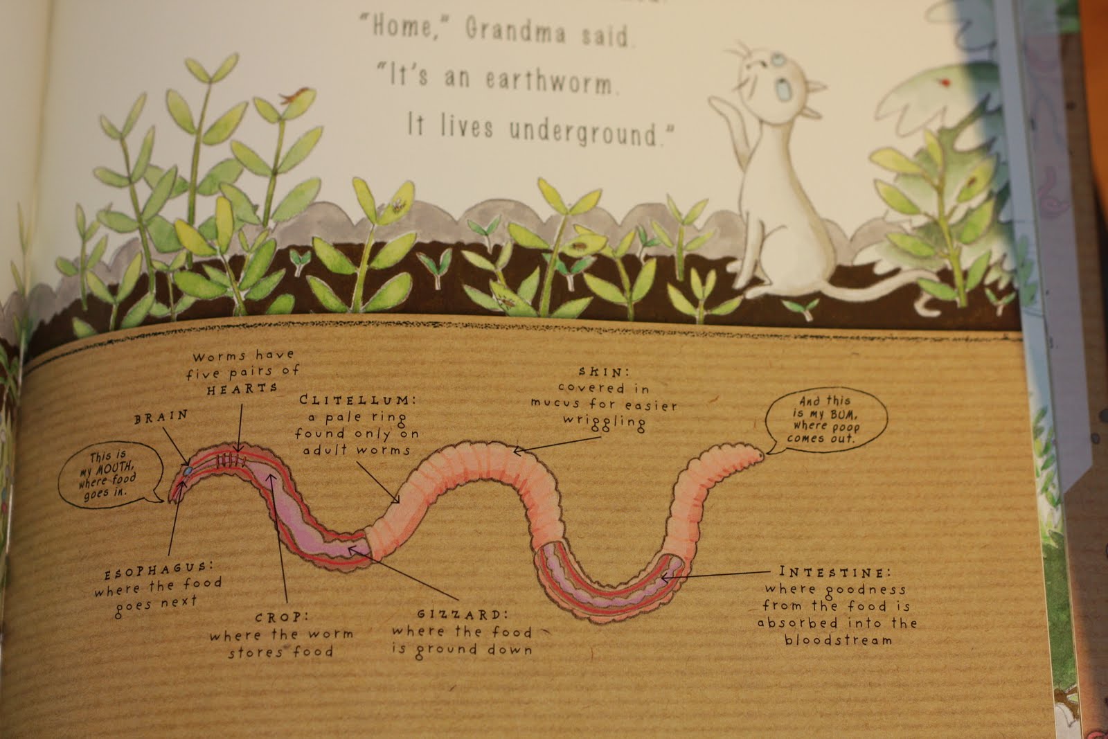 Resources - Yucky Worms