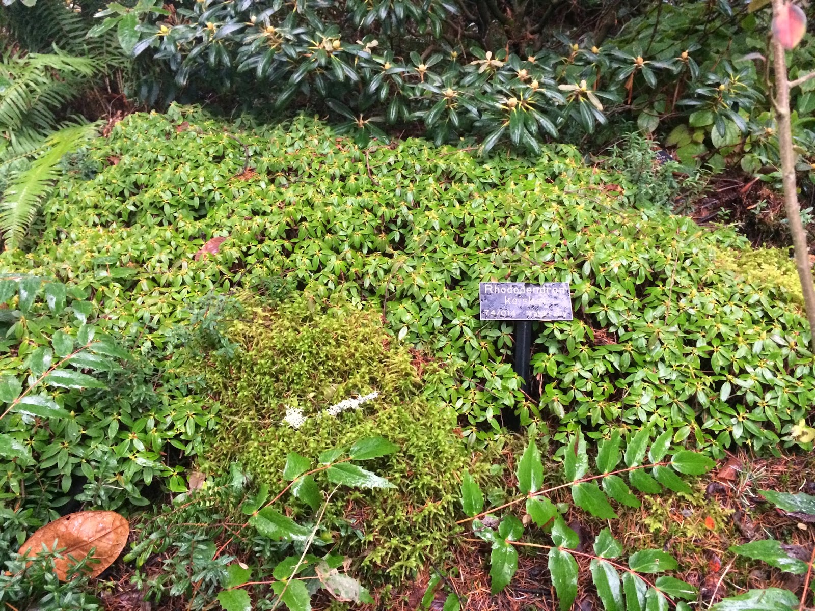 Visiting The Rhododendrons At National Trust Cragside New Girl