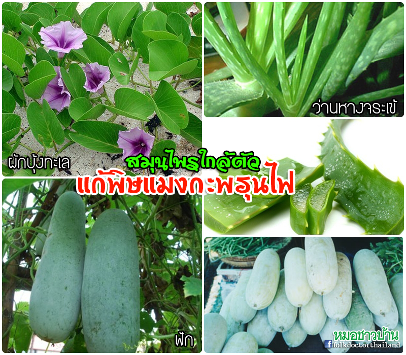 รายการ 105+ ภาพพื้นหลัง สมุนไพรแก้พิษคางคก อัปเดต