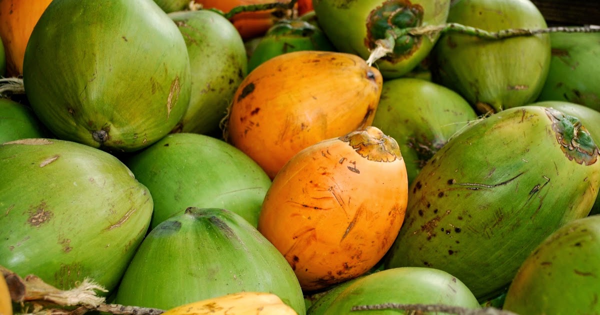 Helen A. Lockey Florida Coconuts, Davie, Fla., Plantation