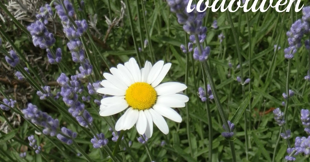 Todolwen Of Lavender And Daisies And Other Pretty Blooms