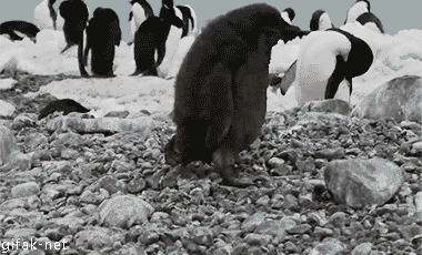 Funny animal gifs - part 116 (10 gifs), fluffy penguin tripped over