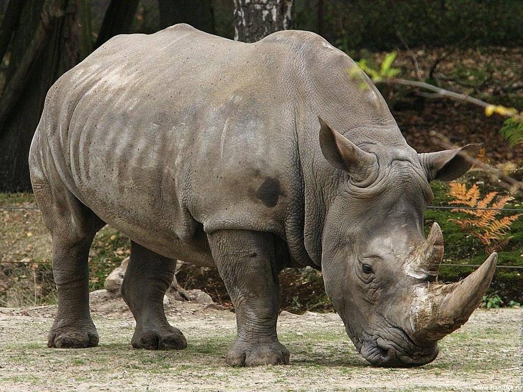 Las mejores fotos de animales salvajes tomadas por - imagenes de animales de selva