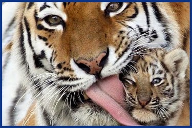 Funny Babies And Animals Lustige Tiger Compilation