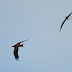 Black Kite in Castlemorris/Letterston area