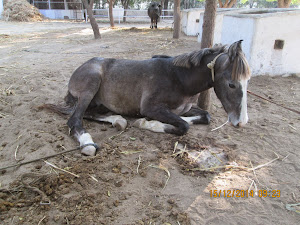 A young horse under training resting.
