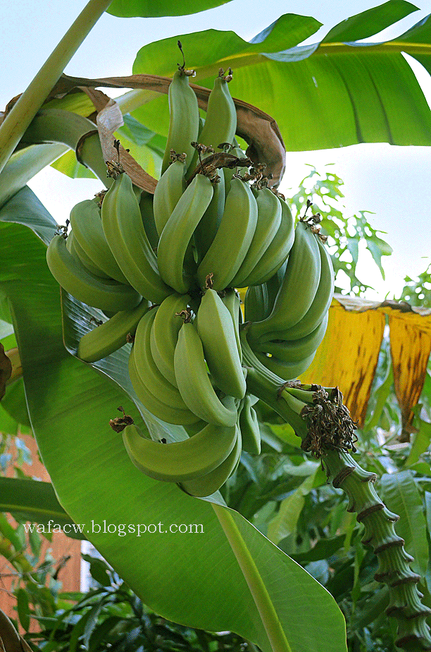 Banana Tree - wafacw photo