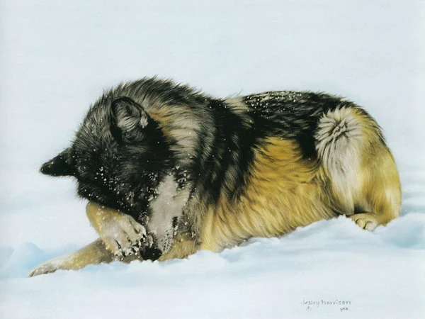 Lesley Harrison | American  Wildlife painter
