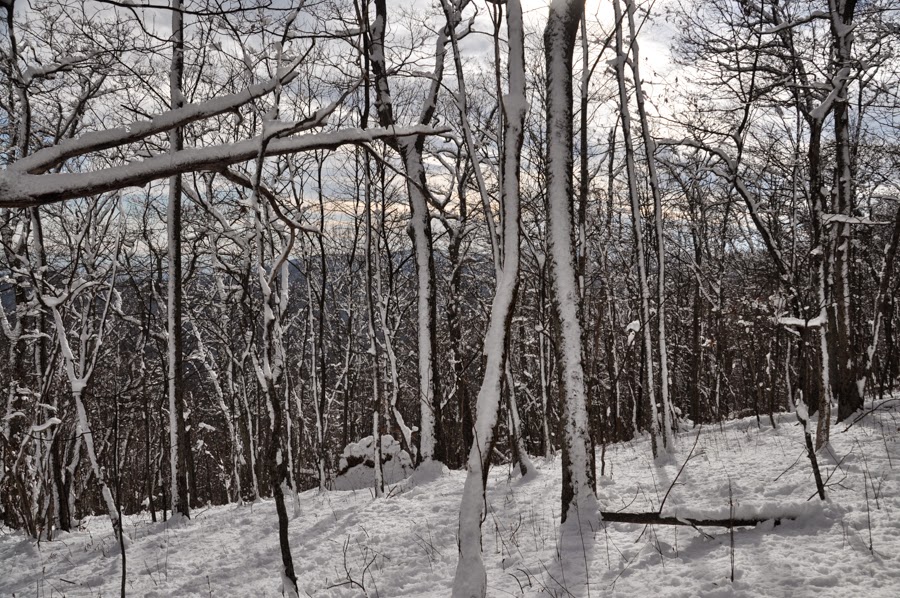Snowy trees near the top of Lewis Mountain