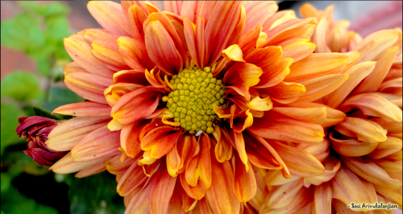 saamanthi Chrysanthemum Marigold Ionic Bendz