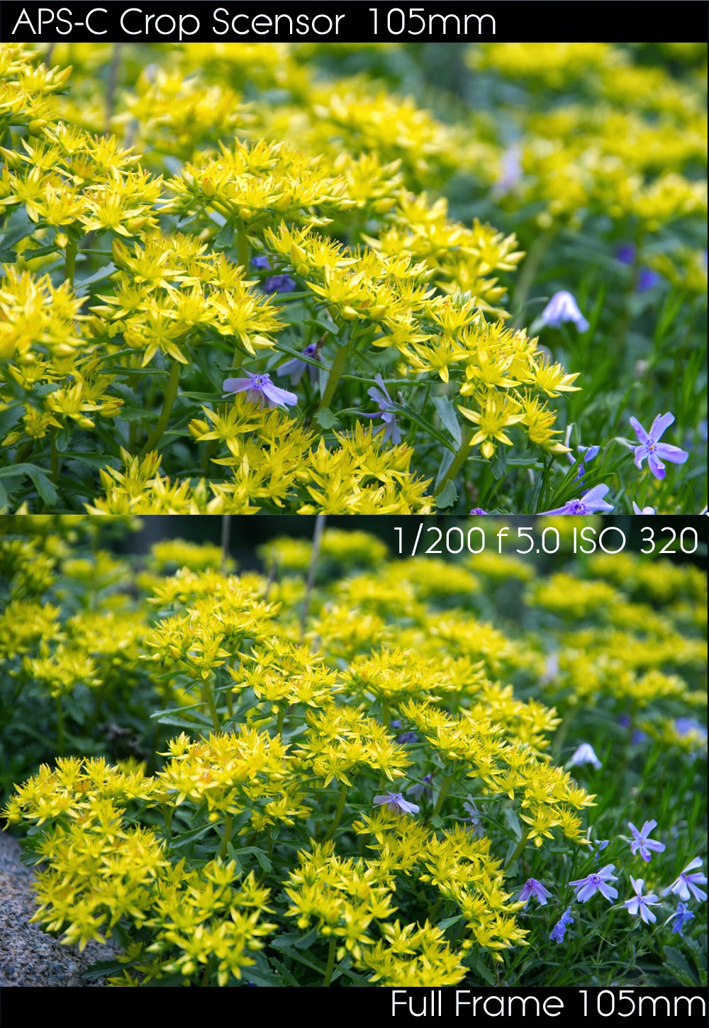 crop sensor vs full frame wedding crop sensor vs full frame wedding