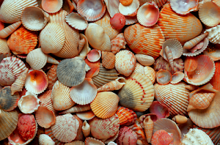 seashells