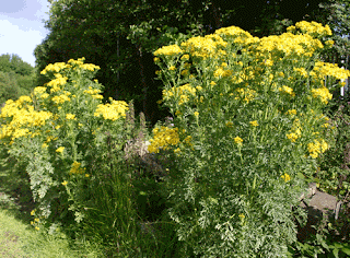 Tackling ragwort can save horses lives ragwort in bloom