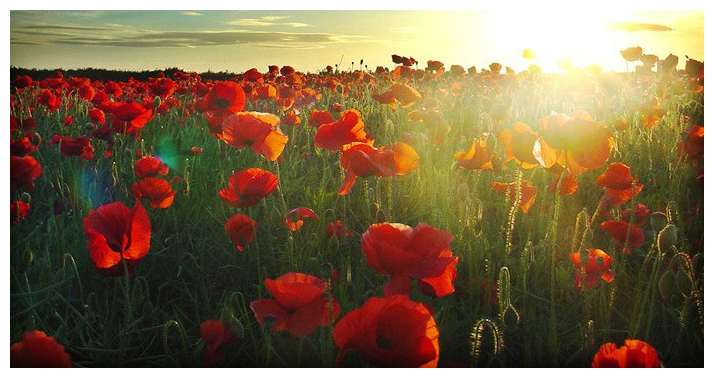 lest+we+forget+poppies.jpg