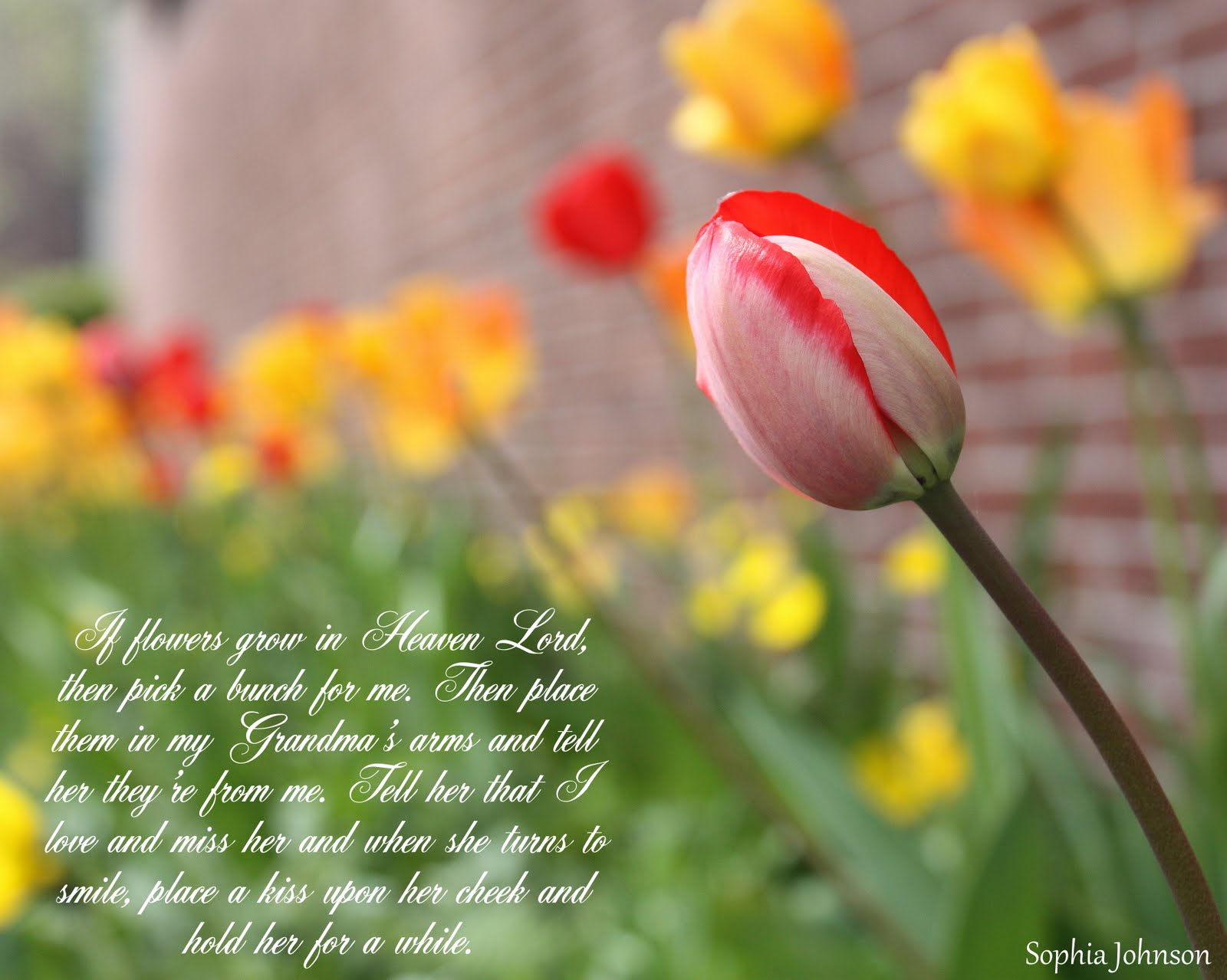 Sweet Sensations Photography by Sophia Johnson If flowers grow in