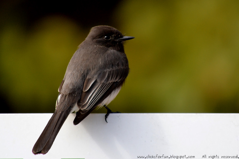 Fun Clicks Birdwatching Vol. 2