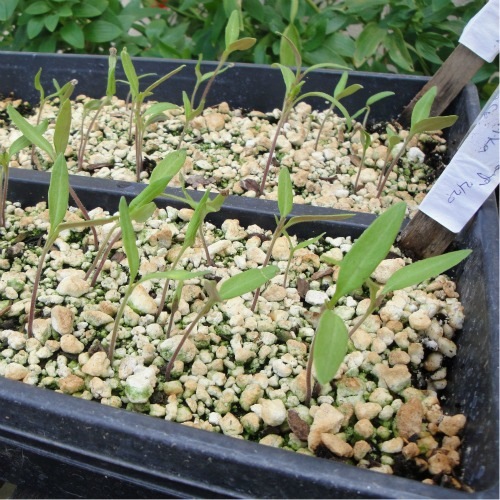 organic artichoke seedlings organic artichoke seedlings