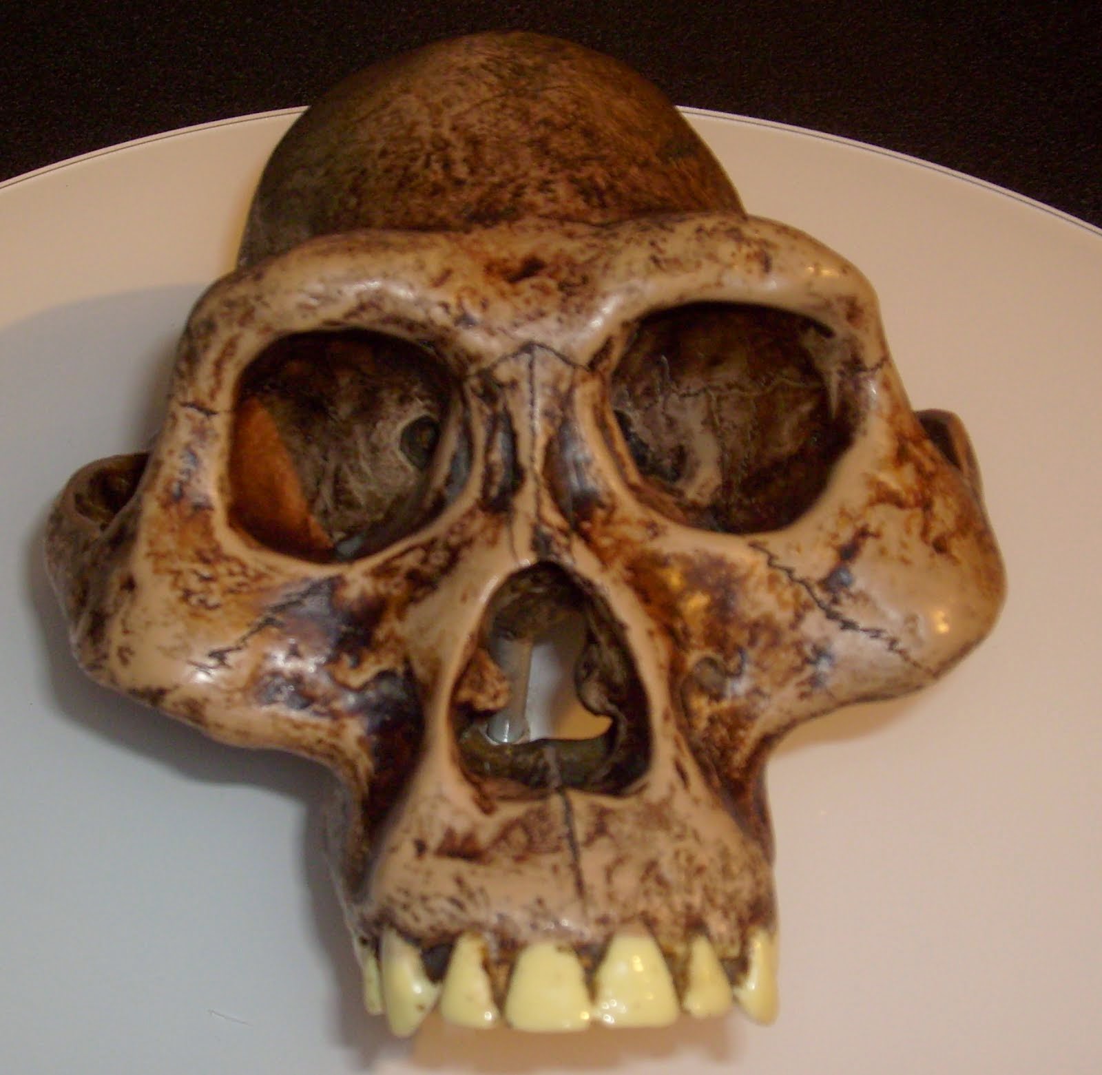 Cráneo de Australopithecus
